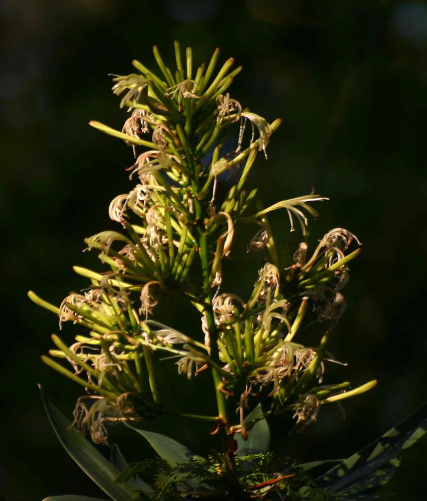 dracaena mannii plant showing characteristic features