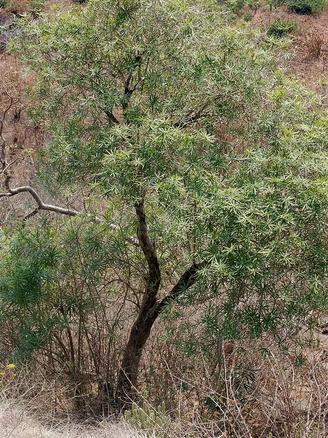 dracaena mannii plant showing characteristic features