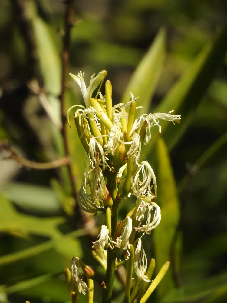 dracaena mannii plant showing characteristic features