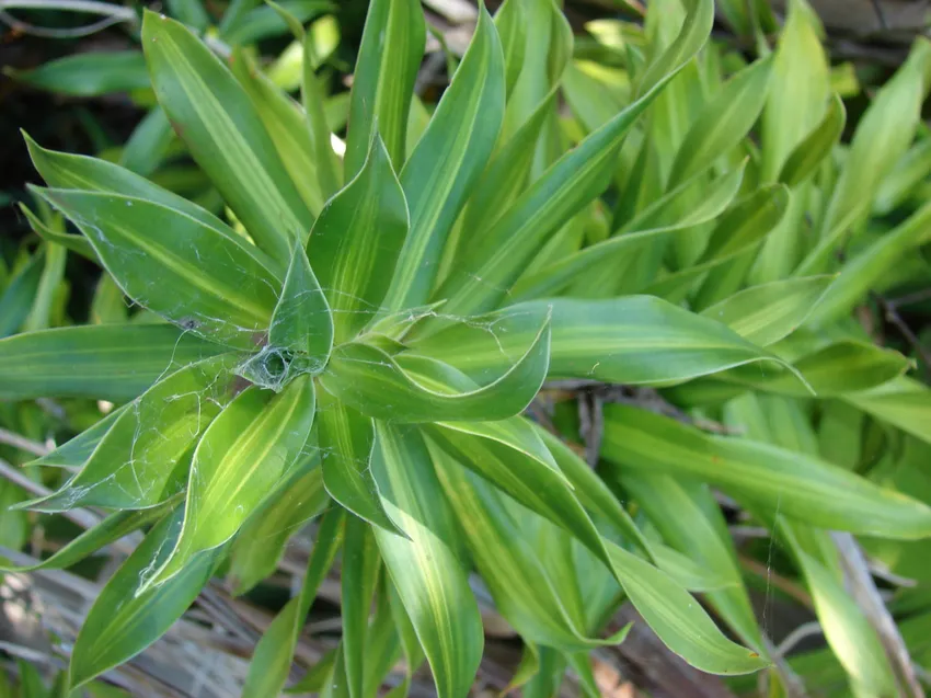 dracaena marginata plant showing characteristic features