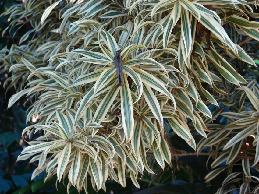 dracaena marginata plant showing characteristic features