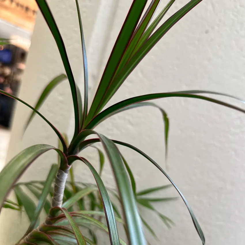 dracaena marginata plant showing characteristic features