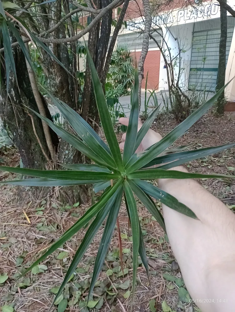 dracaena marginata plant showing characteristic features