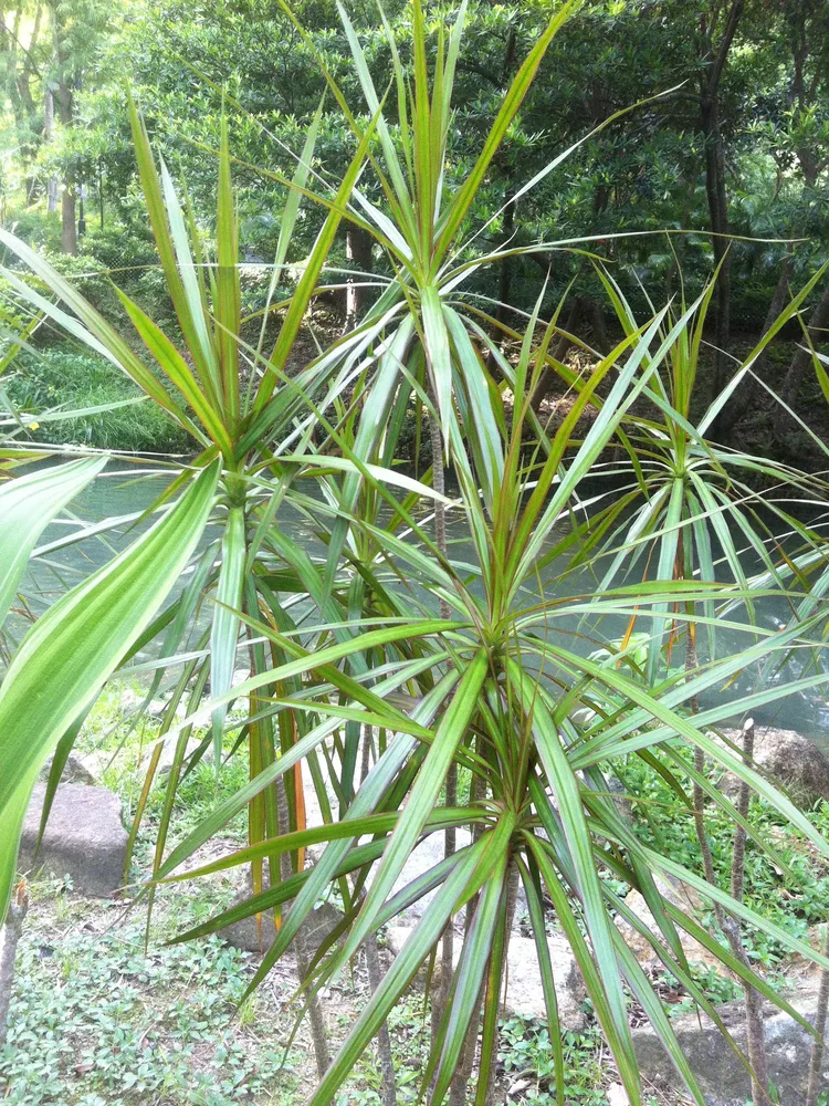 dracaena marginata plant showing characteristic features