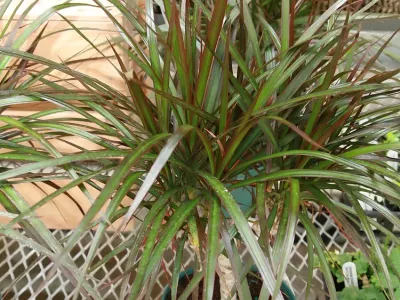 dracaena marginata thumbnail