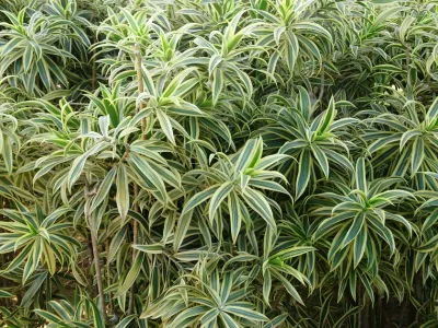 Image miniature dracaena reflexa 'song of india'