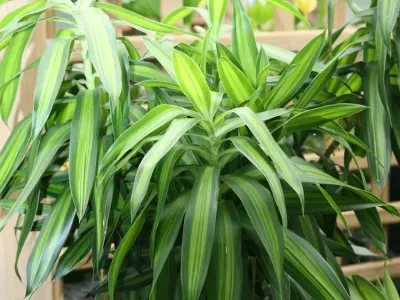 Image miniature dracaena reflexa 'song of jamaica'