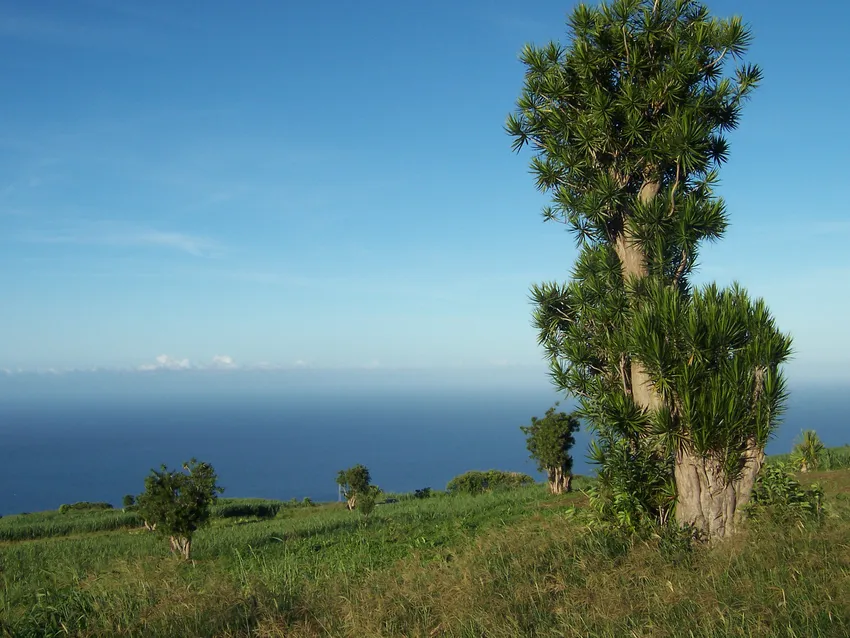 dracaena reflexa plant showing characteristic features