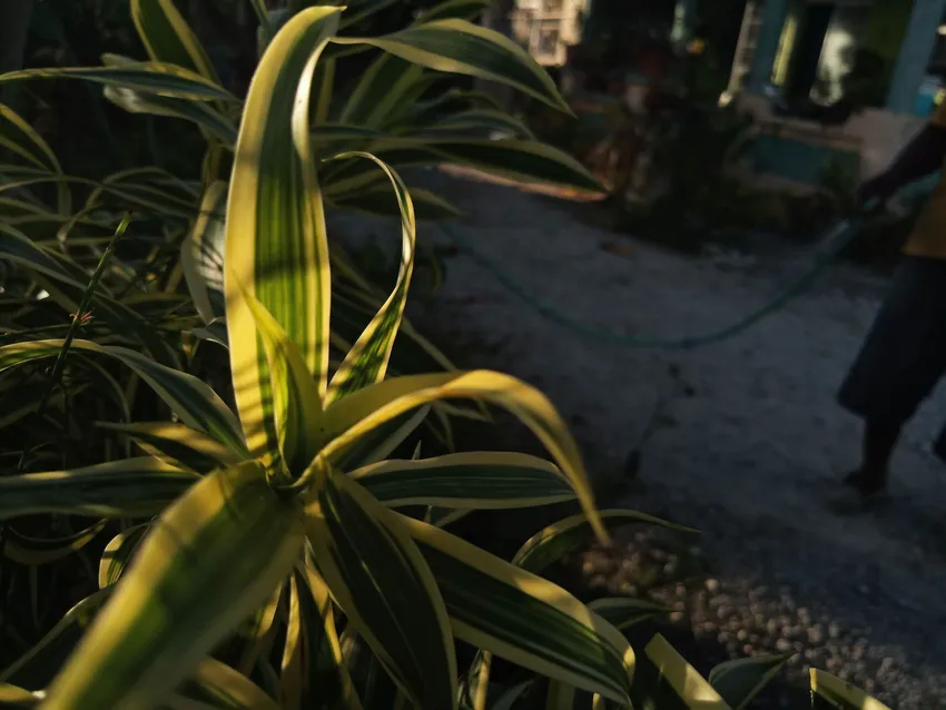 dracaena reflexa plant showing characteristic features