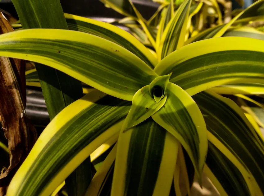 dracaena reflexa plant showing characteristic features