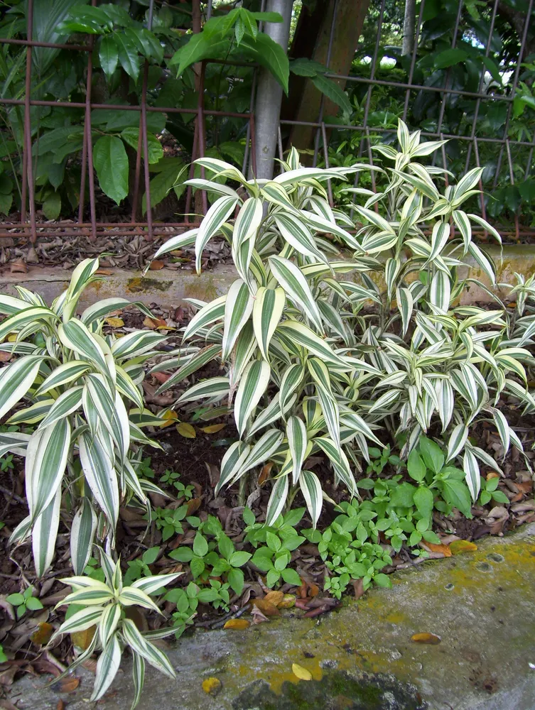 dracaena sanderiana plant showing characteristic features