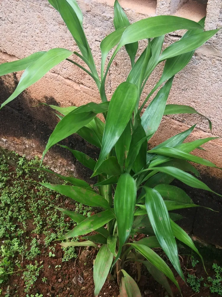 dracaena sanderiana plant showing characteristic features