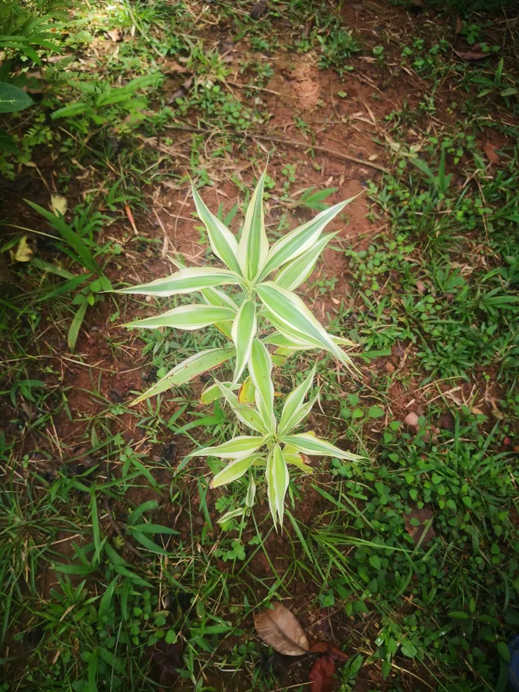 dracaena sanderiana plant showing characteristic features