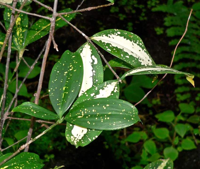 dracaena surculosa plant showing characteristic features