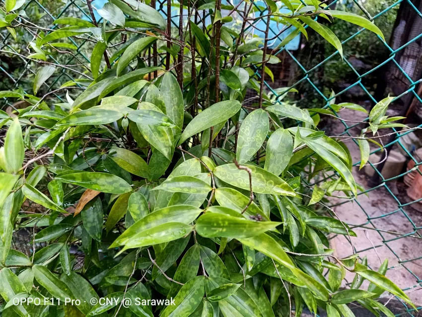 dracaena surculosa plant showing characteristic features