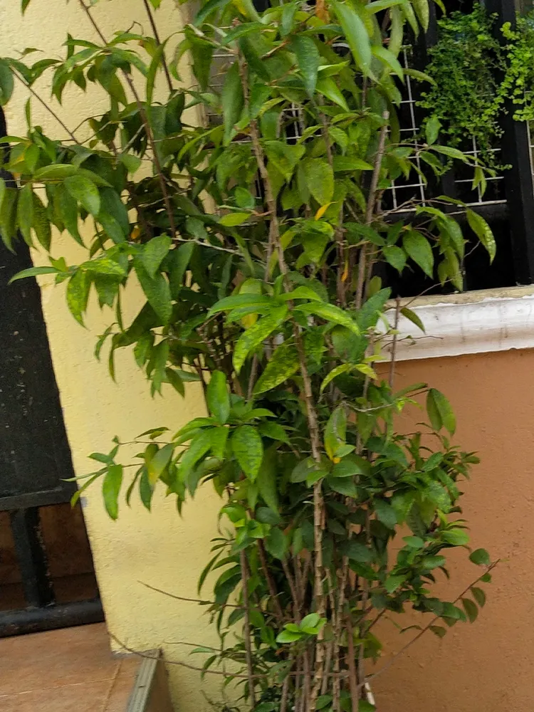 dracaena surculosa plant showing characteristic features