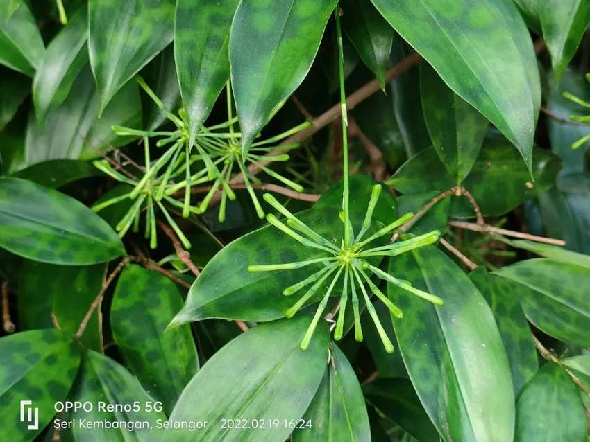 dracaena surculosa plant showing characteristic features