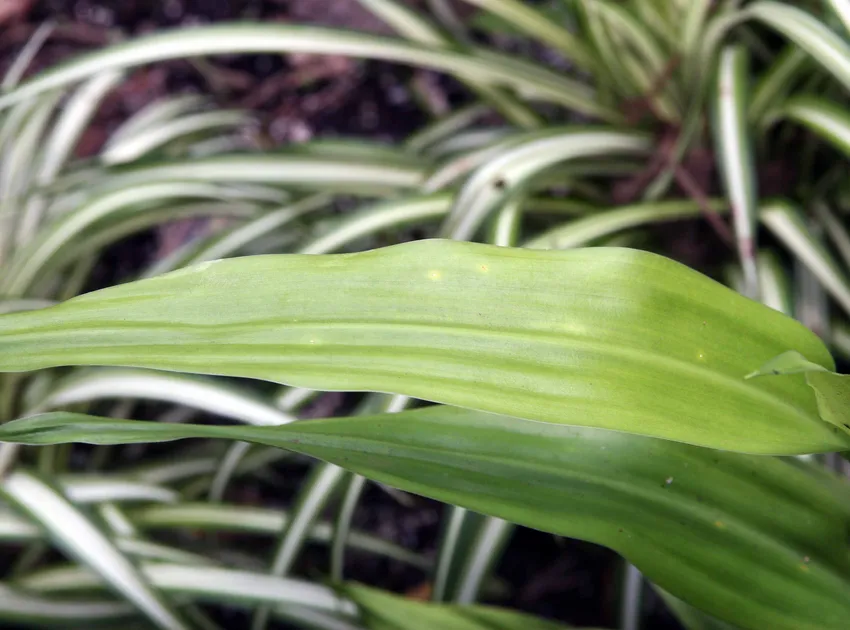 dracaena thalioides plant showing characteristic features