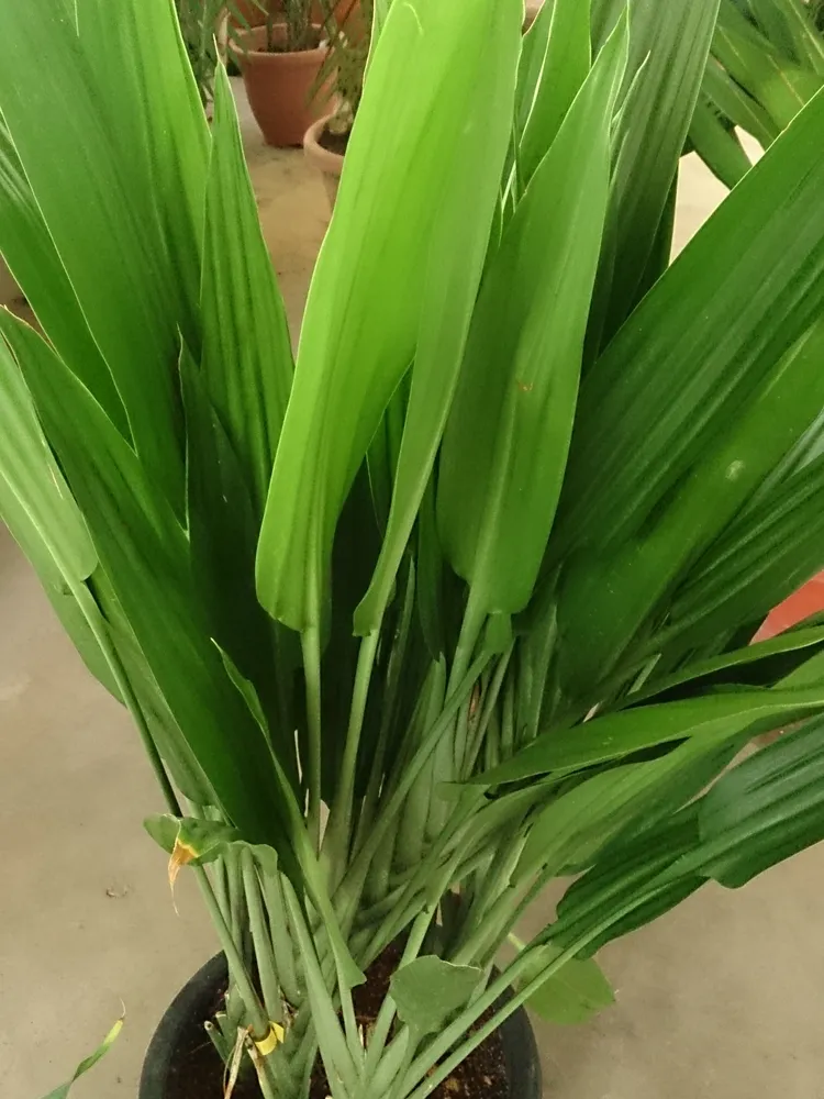 dracaena thalioides plant showing characteristic features