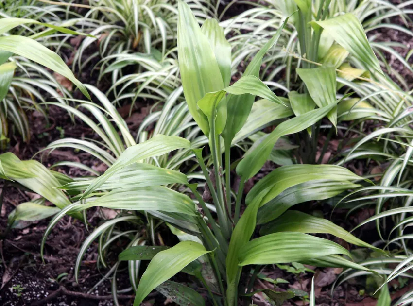 dracaena thalioides plant showing characteristic features