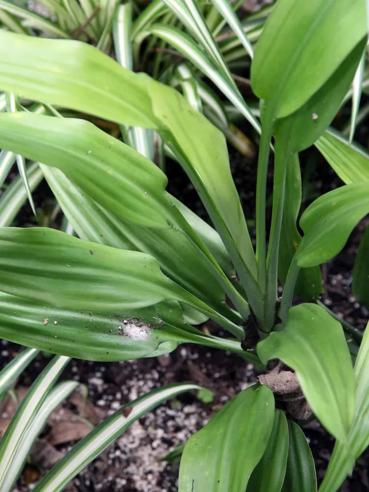 dracaena thalioides plant showing characteristic features