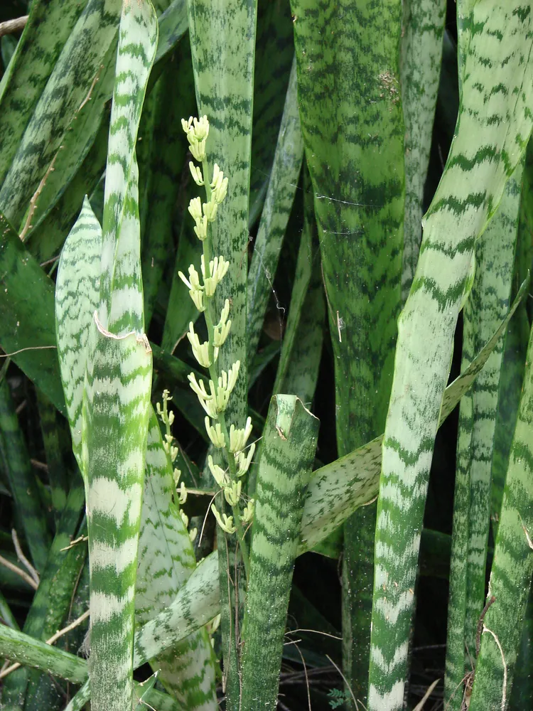 dracaena trifasciata plant showing characteristic features