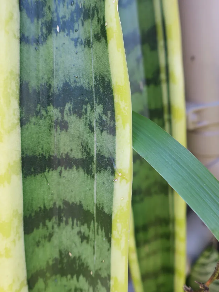 dracaena trifasciata plant showing characteristic features