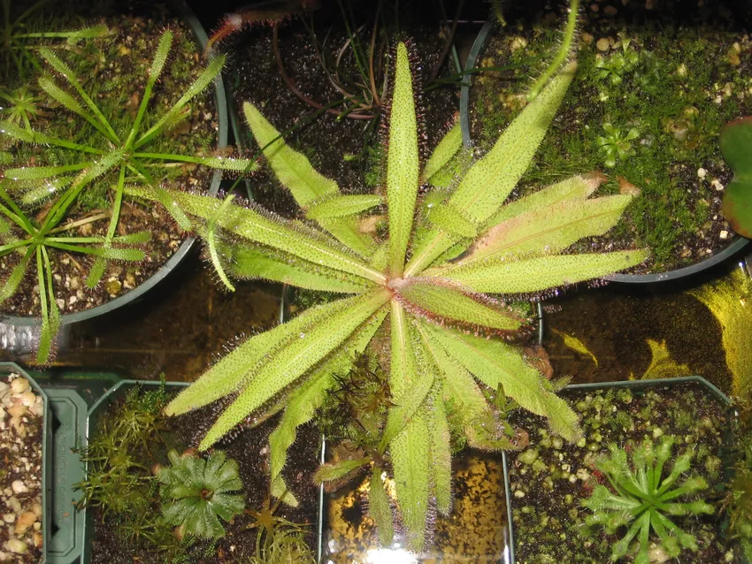 drosera adelae plant showing characteristic features