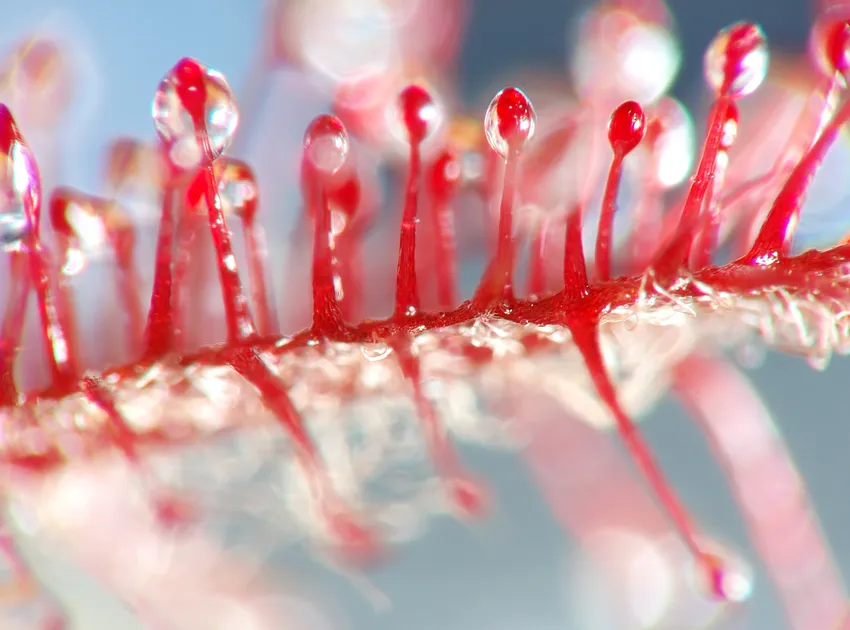 drosera adelae plant showing characteristic features