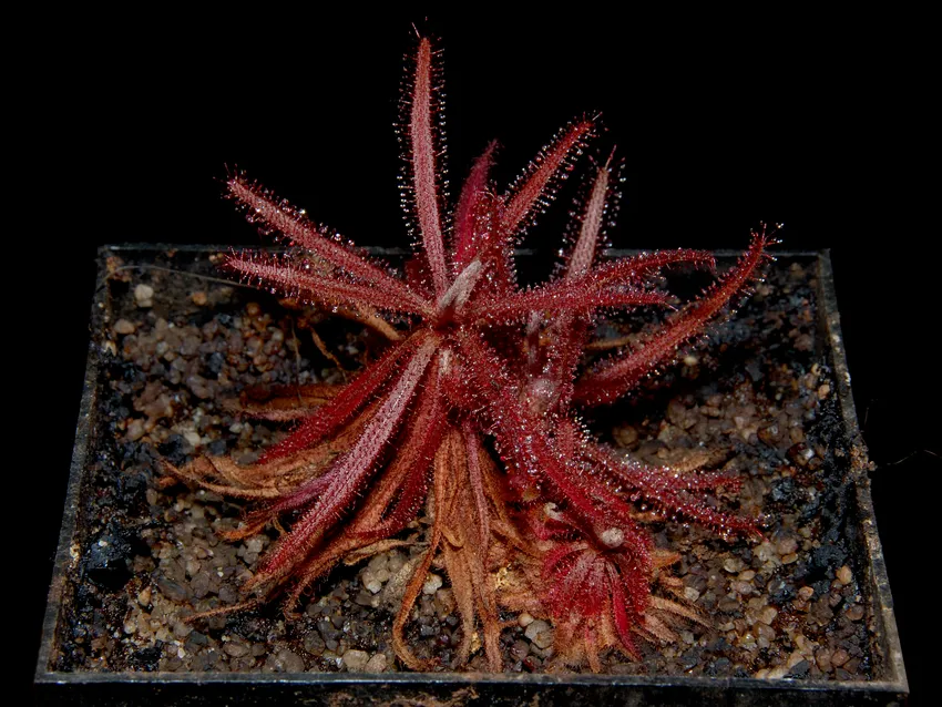 drosera adelae plant showing characteristic features