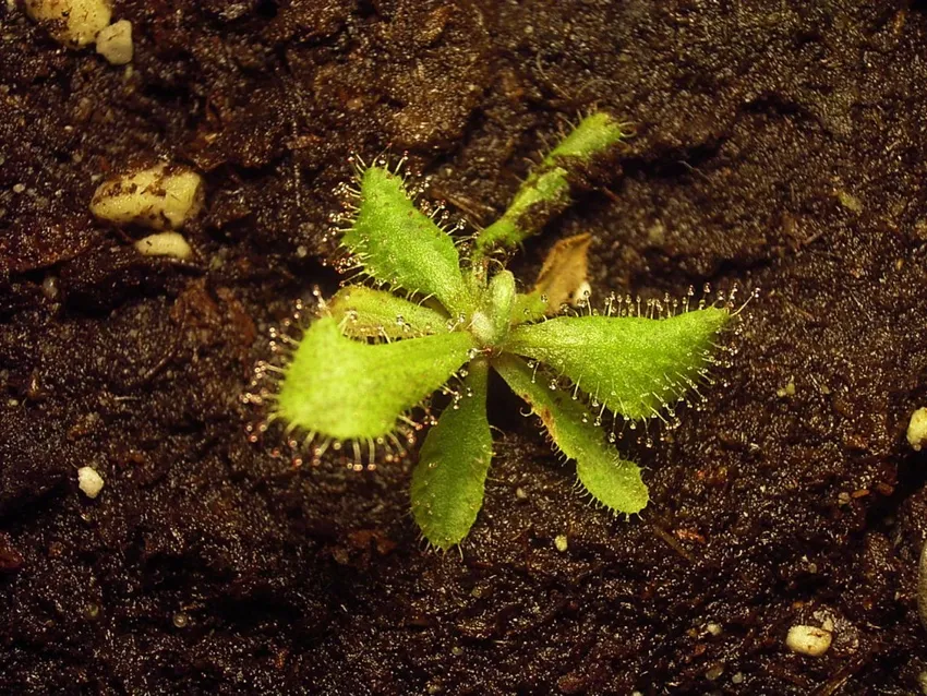drosera adelae plant showing characteristic features