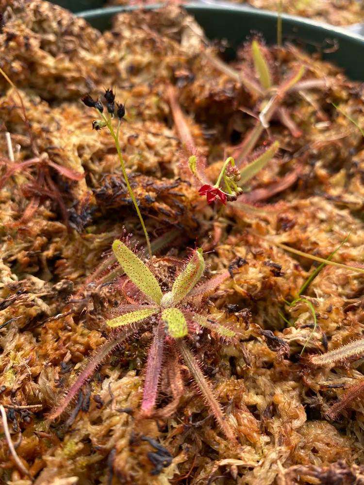 drosera adelae plant showing characteristic features