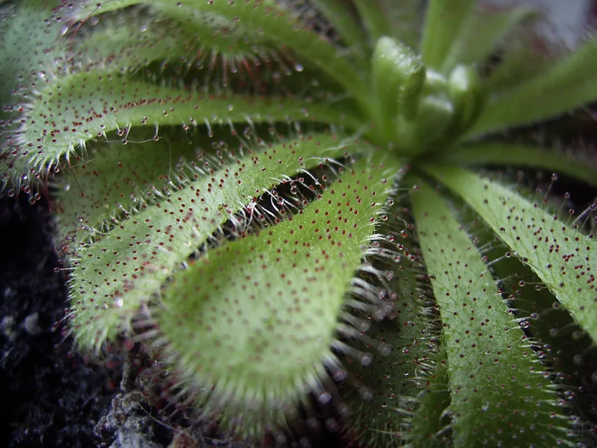 drosera aliciae plant showing characteristic features