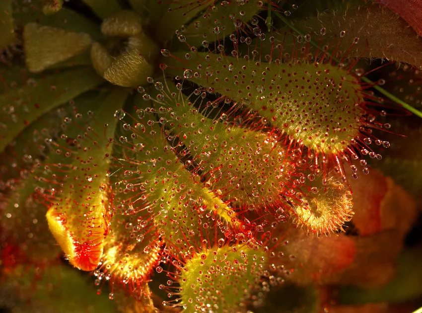 drosera aliciae plant showing characteristic features