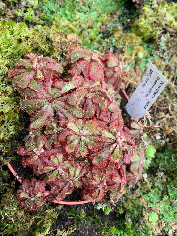 drosera aliciae plant showing characteristic features