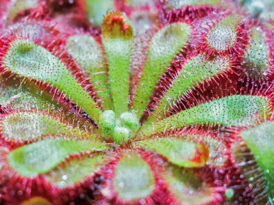 thumbnail drosera aliciae