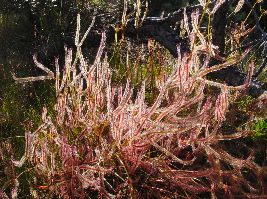 drosera binata plant showing characteristic features