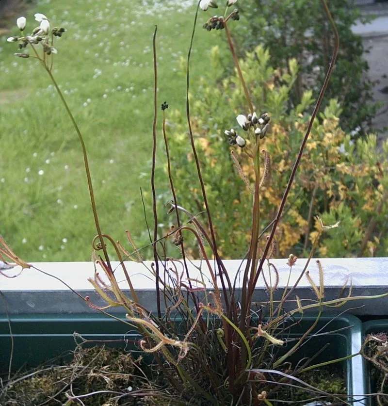 drosera binata plant showing characteristic features