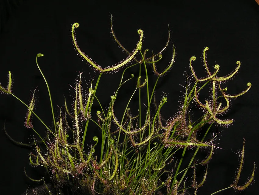 drosera binata plant showing characteristic features