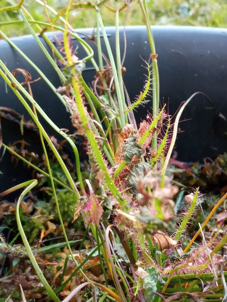drosera binata plant showing characteristic features