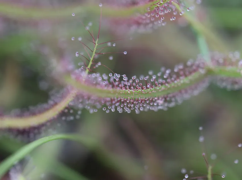 drosera binata plant showing characteristic features