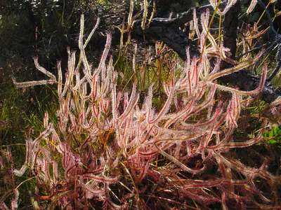 thumbnail drosera binata