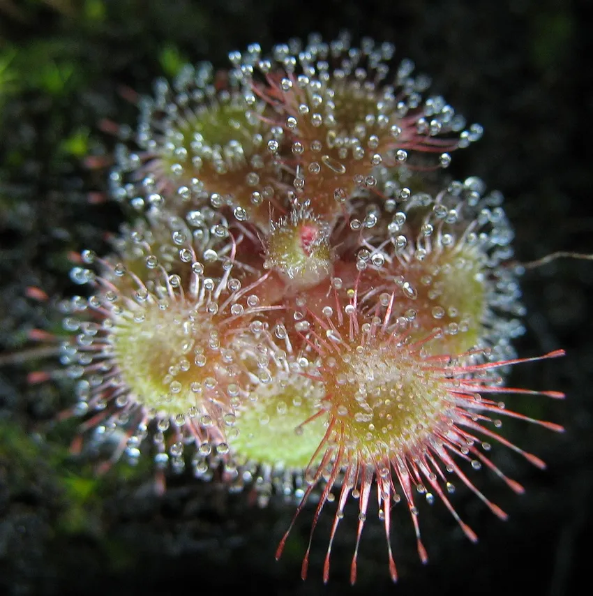 drosera burmannii plant showing characteristic features