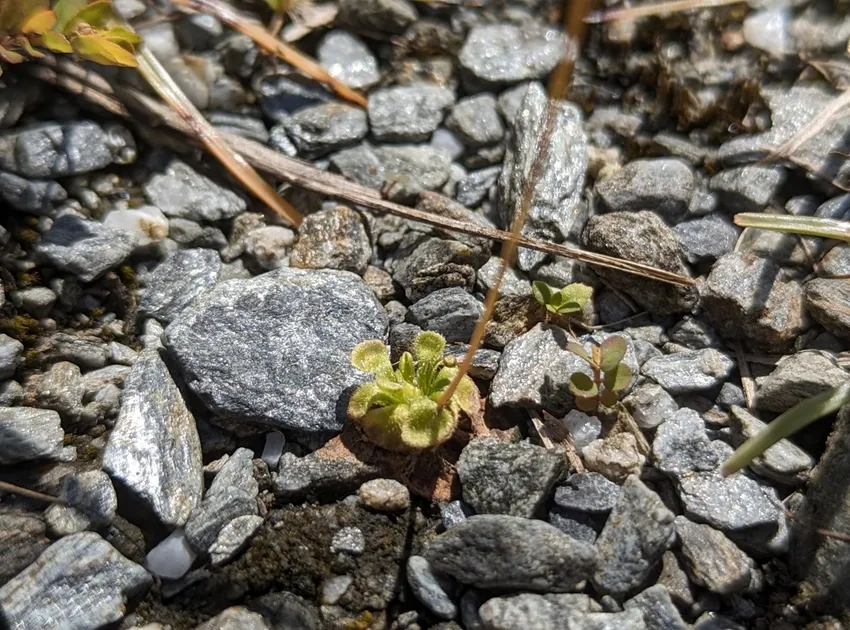 drosera burmannii plant showing characteristic features