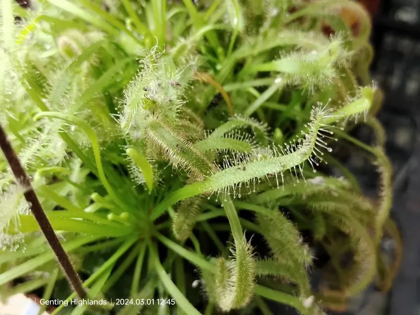 drosera burmannii plant showing characteristic features