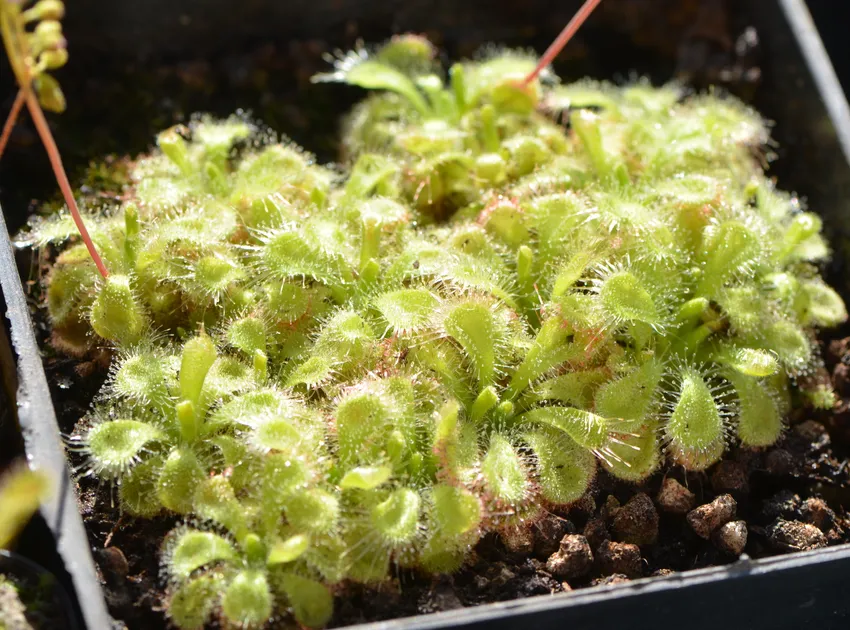 drosera burmannii plant showing characteristic features