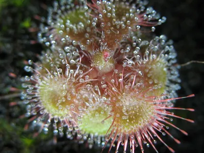 thumbnail drosera burmannii