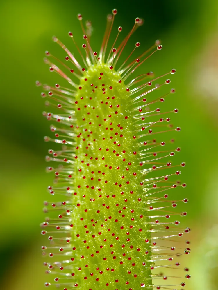 drosera capensis plant showing characteristic features