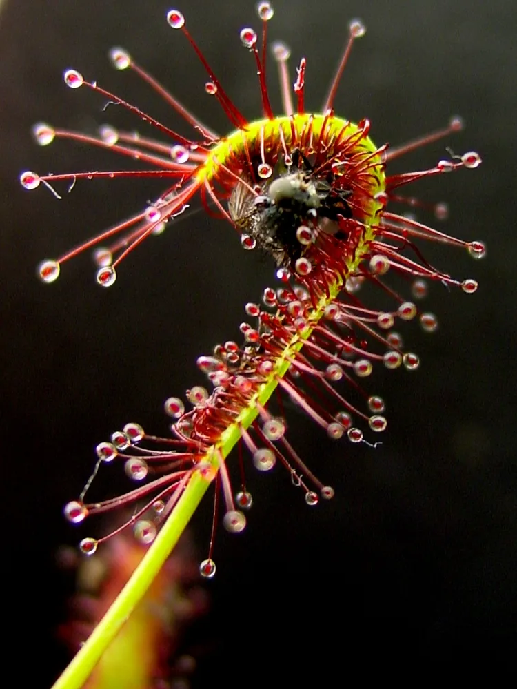 drosera capensis plant showing characteristic features