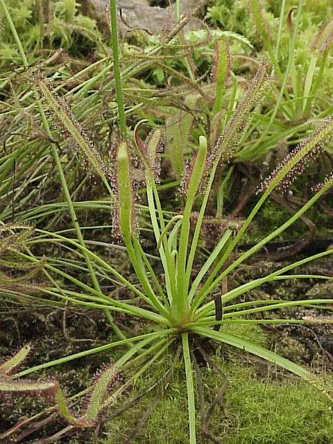 drosera capensis plant showing characteristic features